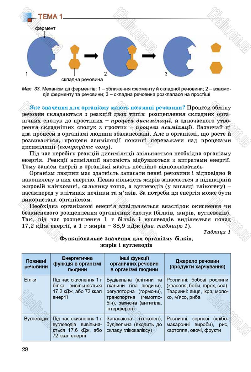 Сторінка 28 - Підручник Біологія 8 клас Н.Ю. Матяш 2016