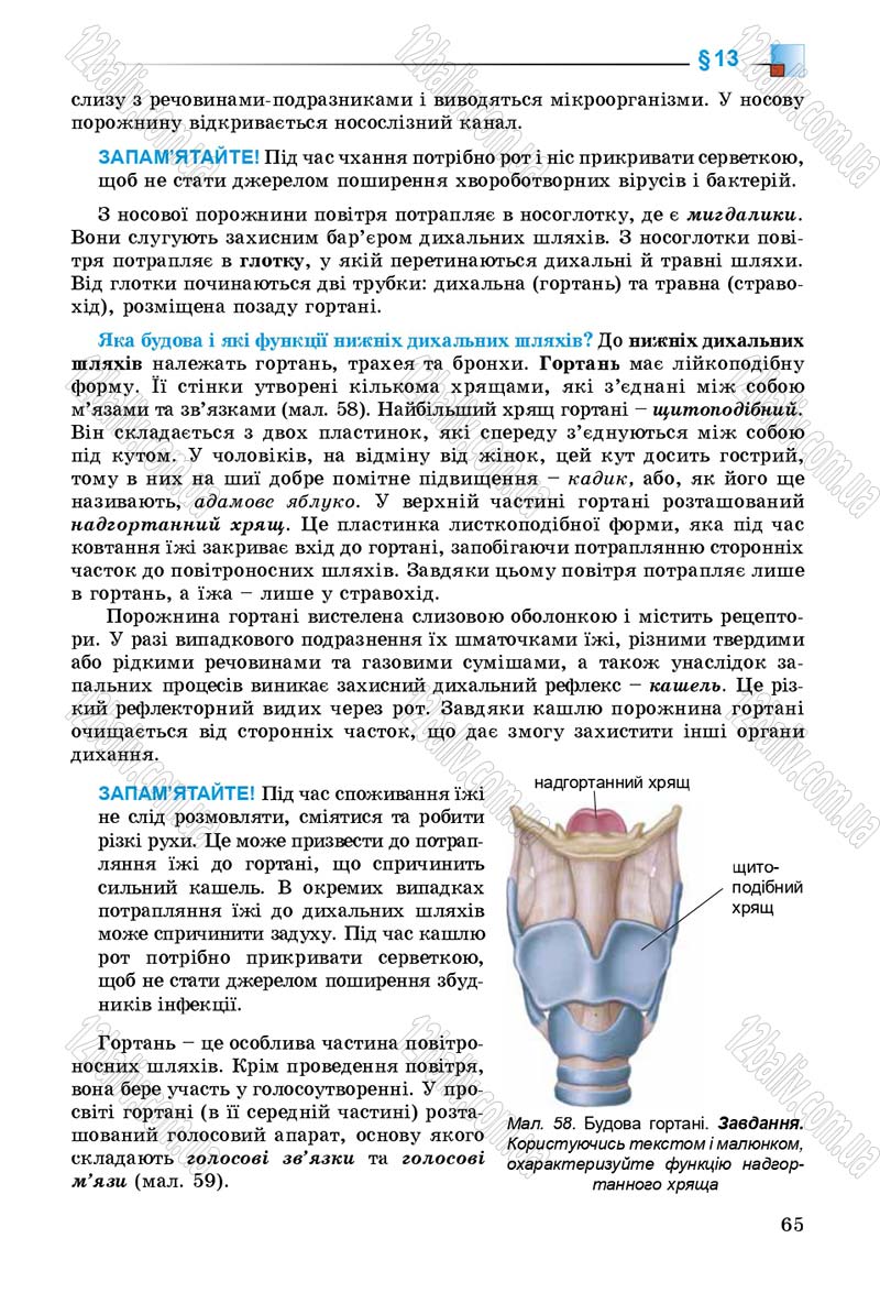Сторінка 65 - Підручник Біологія 8 клас Н.Ю. Матяш 2016
