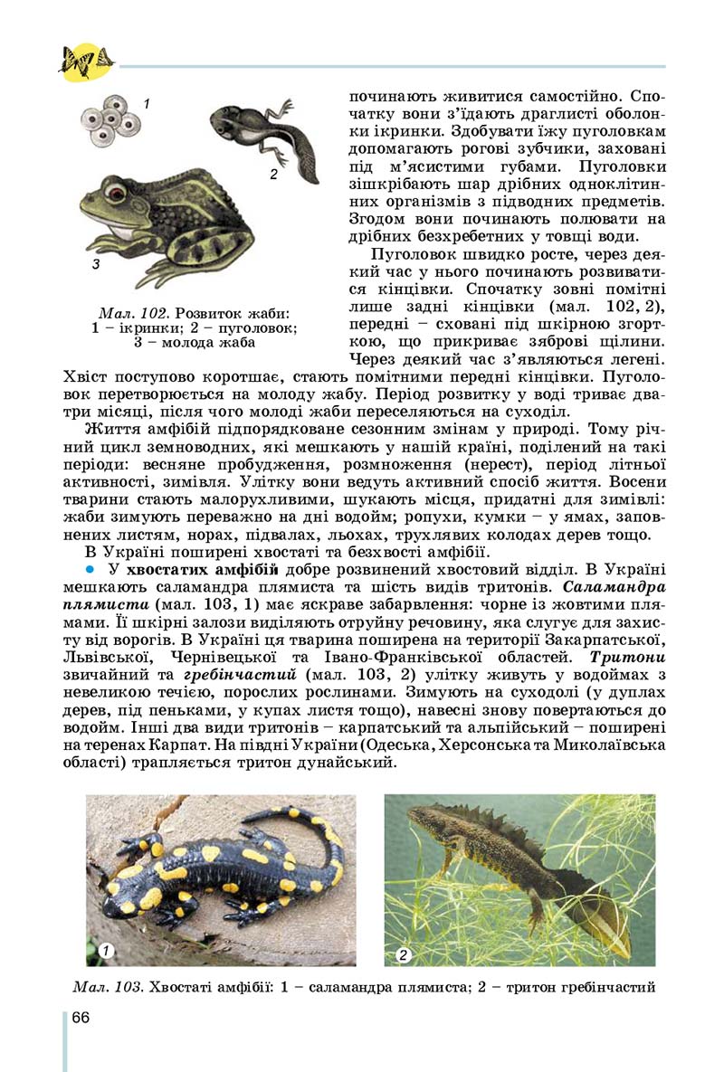 Сторінка 66 - Підручник Біологія 7 клас Остапченко 2020 - скачати