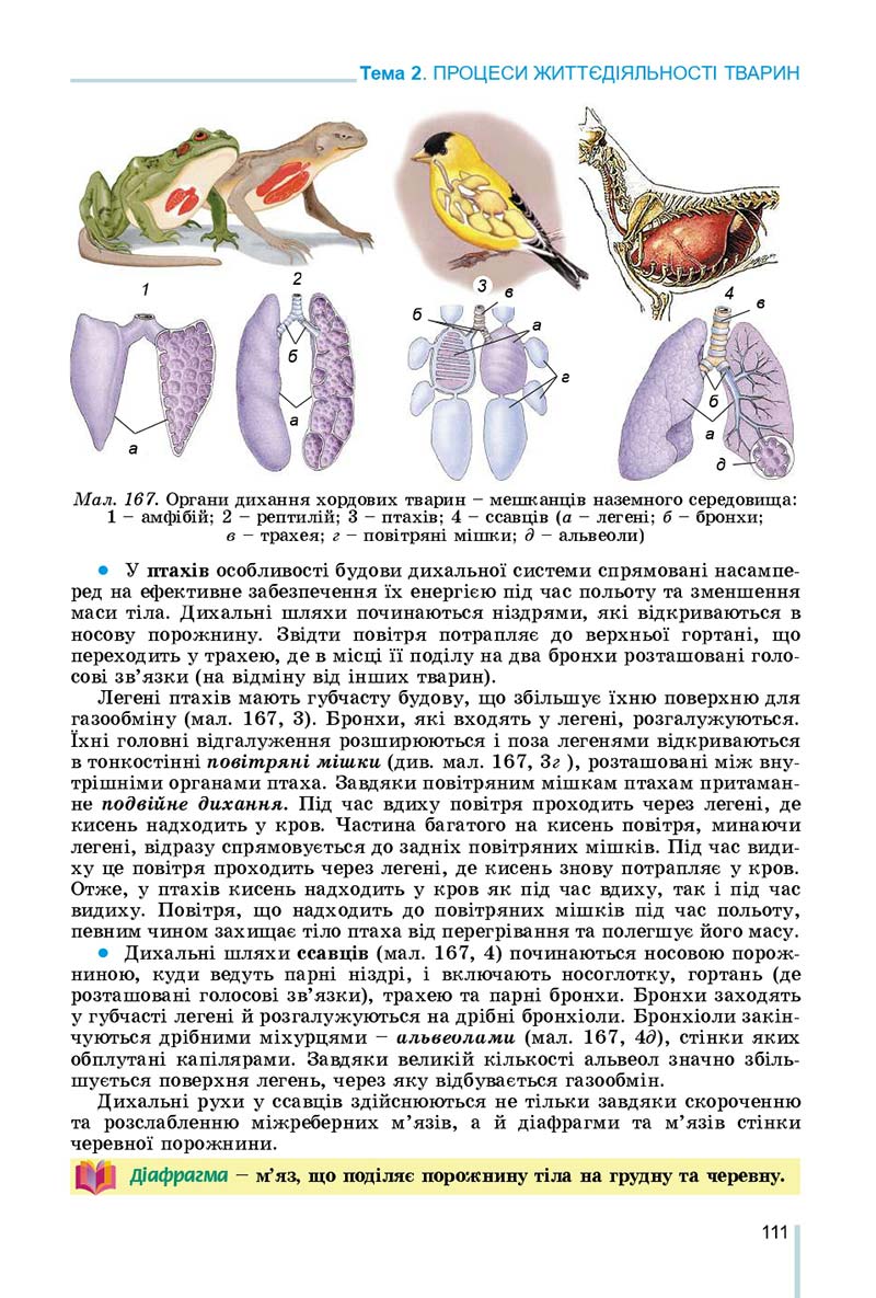 Сторінка 111 - Підручник Біологія 7 клас Остапченко 2020 - скачати