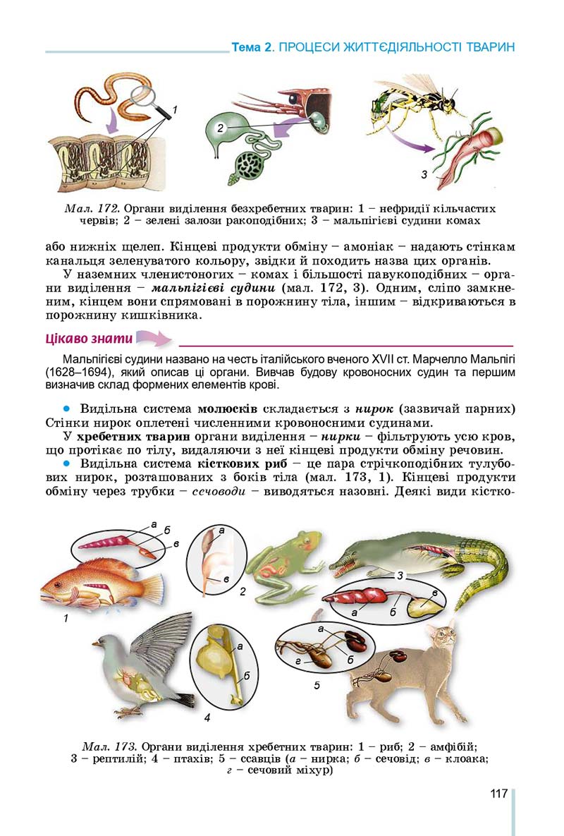 Сторінка 117 - Підручник Біологія 7 клас Остапченко 2020 - скачати