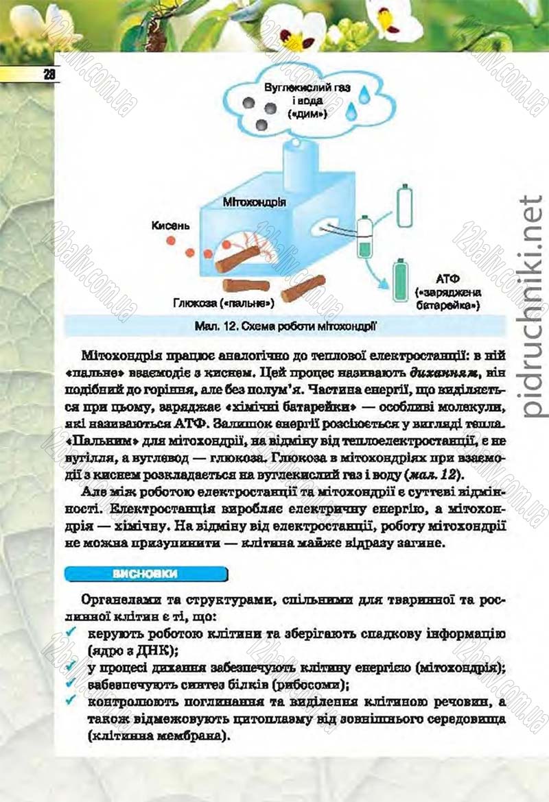Сторінка 28 - Підручник Біологія 6 клас Костіков 2014 - скачати онлайн