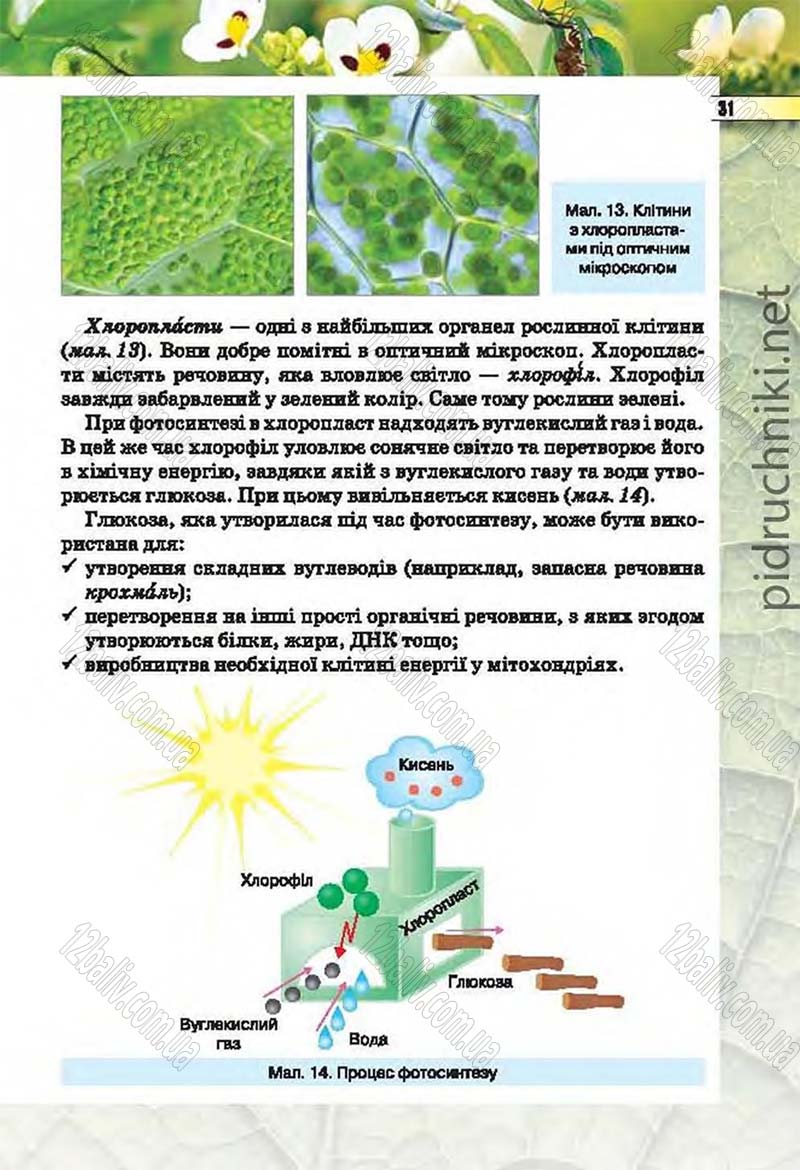 Сторінка 31 - Підручник Біологія 6 клас Костіков 2014 - скачати онлайн