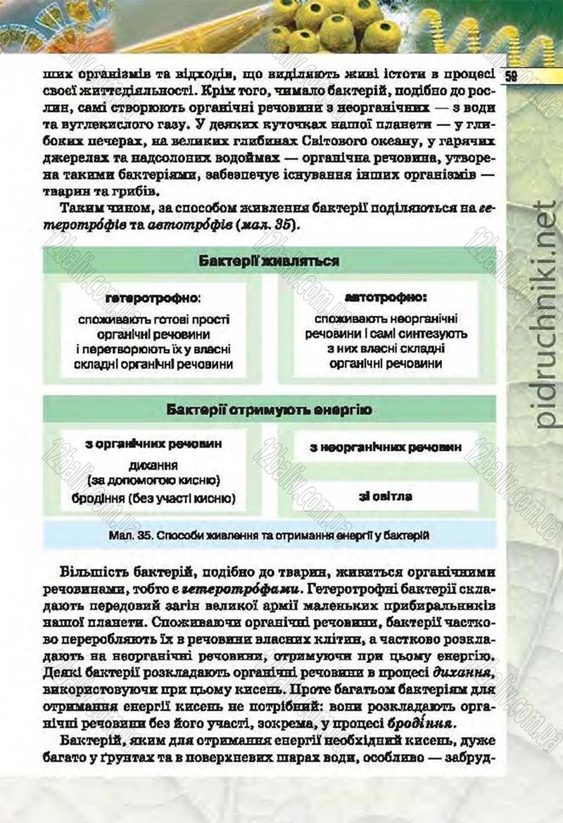 Сторінка 59 - Підручник Біологія 6 клас Костіков 2014 - скачати онлайн