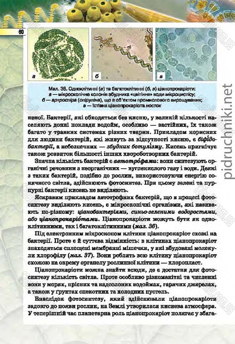 Сторінка 60 - Підручник Біологія 6 клас Костіков 2014 - скачати онлайн