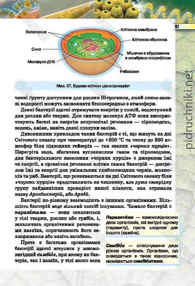 Сторінка 61 - Підручник Біологія 6 клас Костіков 2014 - скачати онлайн