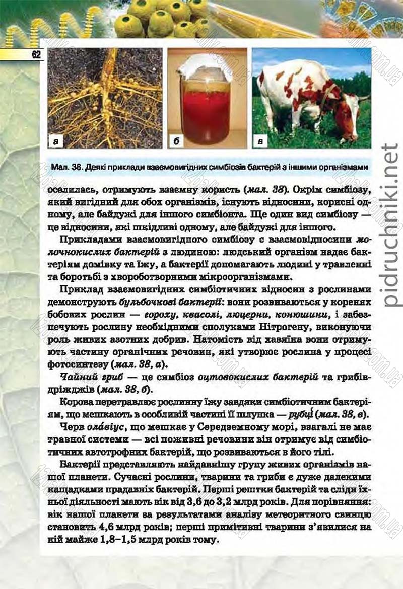 Сторінка 62 - Підручник Біологія 6 клас Костіков 2014 - скачати онлайн