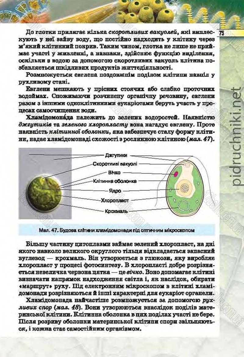 Сторінка 75 - Підручник Біологія 6 клас Костіков 2014 - скачати онлайн