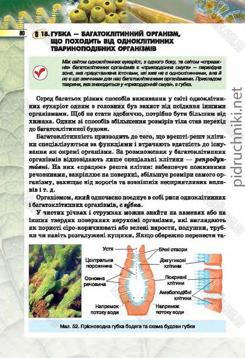 Сторінка 80 - Підручник Біологія 6 клас Костіков 2014 - скачати онлайн