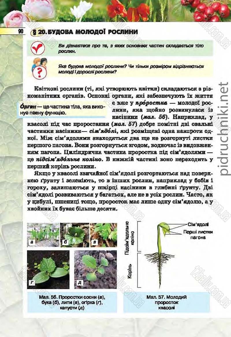 Сторінка 90 - Підручник Біологія 6 клас Костіков 2014 - скачати онлайн