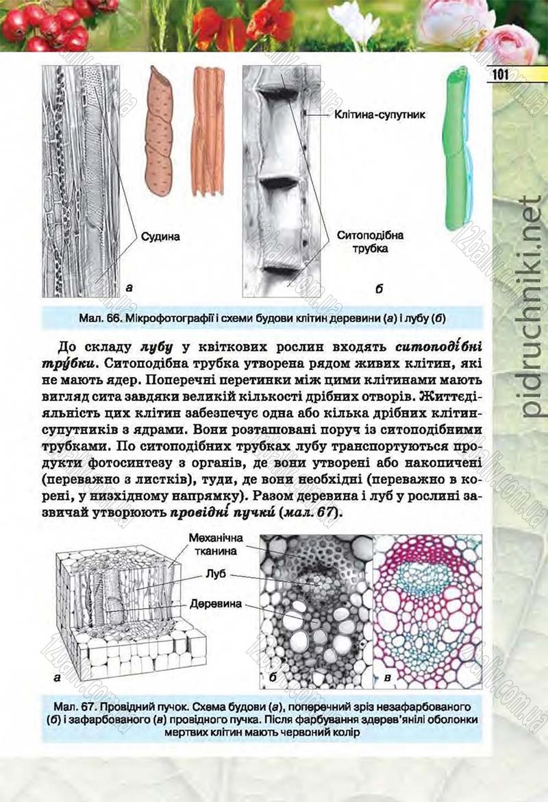 Сторінка 101 - Підручник Біологія 6 клас Костіков 2014 - скачати онлайн