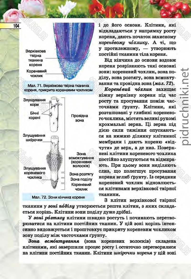 Сторінка 104 - Підручник Біологія 6 клас Костіков 2014 - скачати онлайн