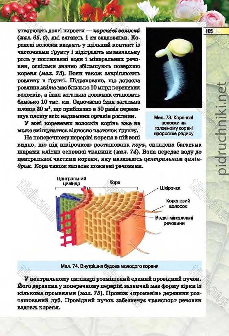 Сторінка 105 - Підручник Біологія 6 клас Костіков 2014 - скачати онлайн
