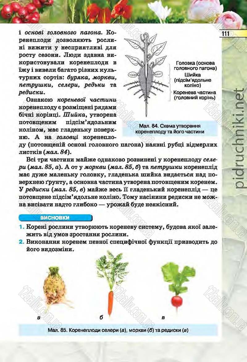 Сторінка 111 - Підручник Біологія 6 клас Костіков 2014 - скачати онлайн