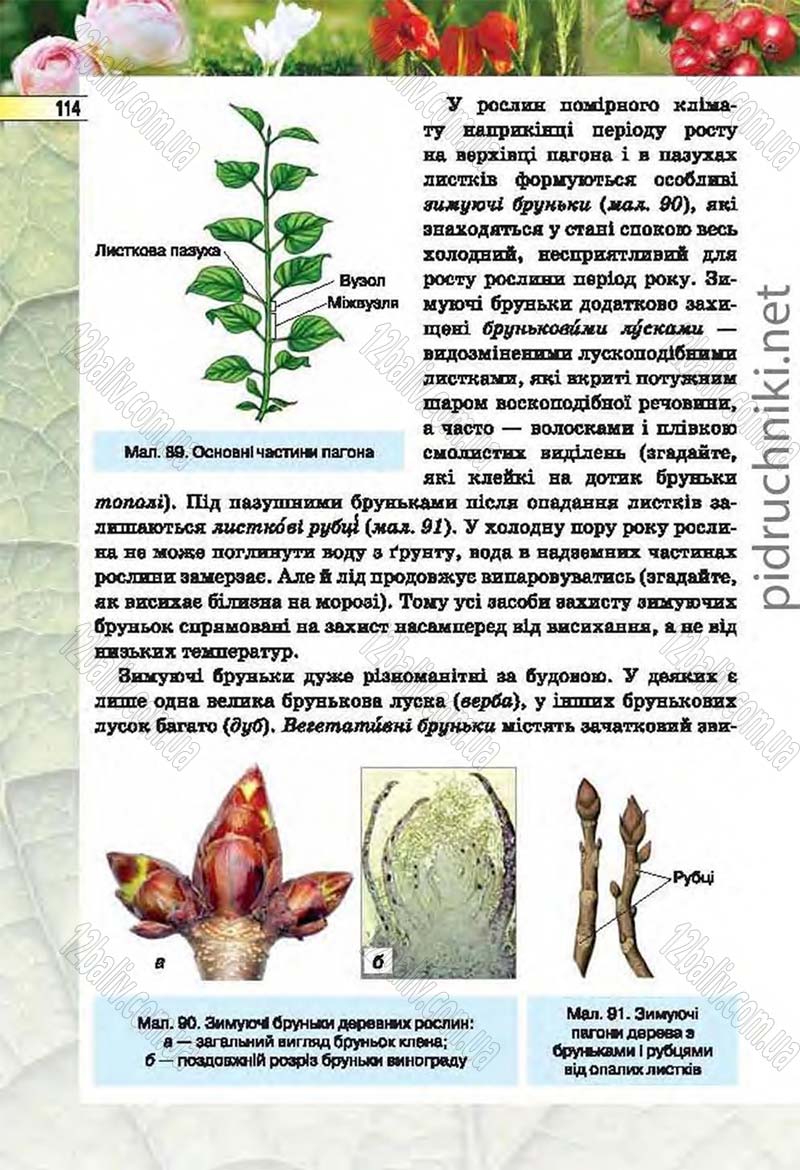 Сторінка 114 - Підручник Біологія 6 клас Костіков 2014 - скачати онлайн