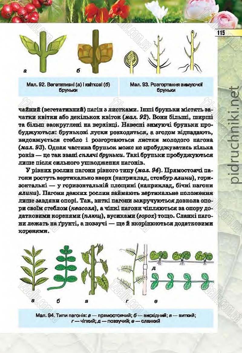 Сторінка 115 - Підручник Біологія 6 клас Костіков 2014 - скачати онлайн