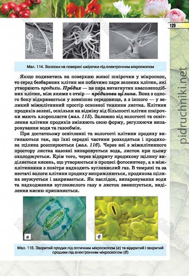 Сторінка 129 - Підручник Біологія 6 клас Костіков 2014 - скачати онлайн