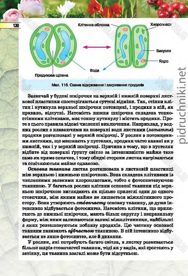 Сторінка 130 - Підручник Біологія 6 клас Костіков 2014 - скачати онлайн