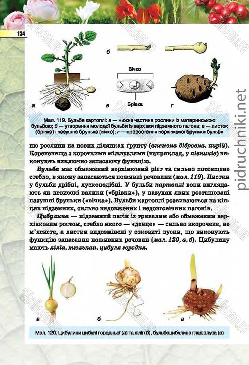 Сторінка 134 - Підручник Біологія 6 клас Костіков 2014 - скачати онлайн