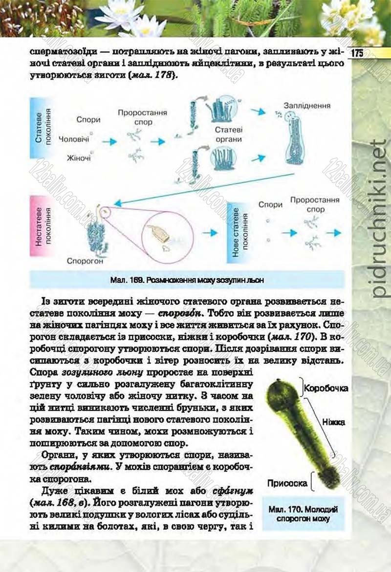 Сторінка 175 - Підручник Біологія 6 клас Костіков 2014 - скачати онлайн