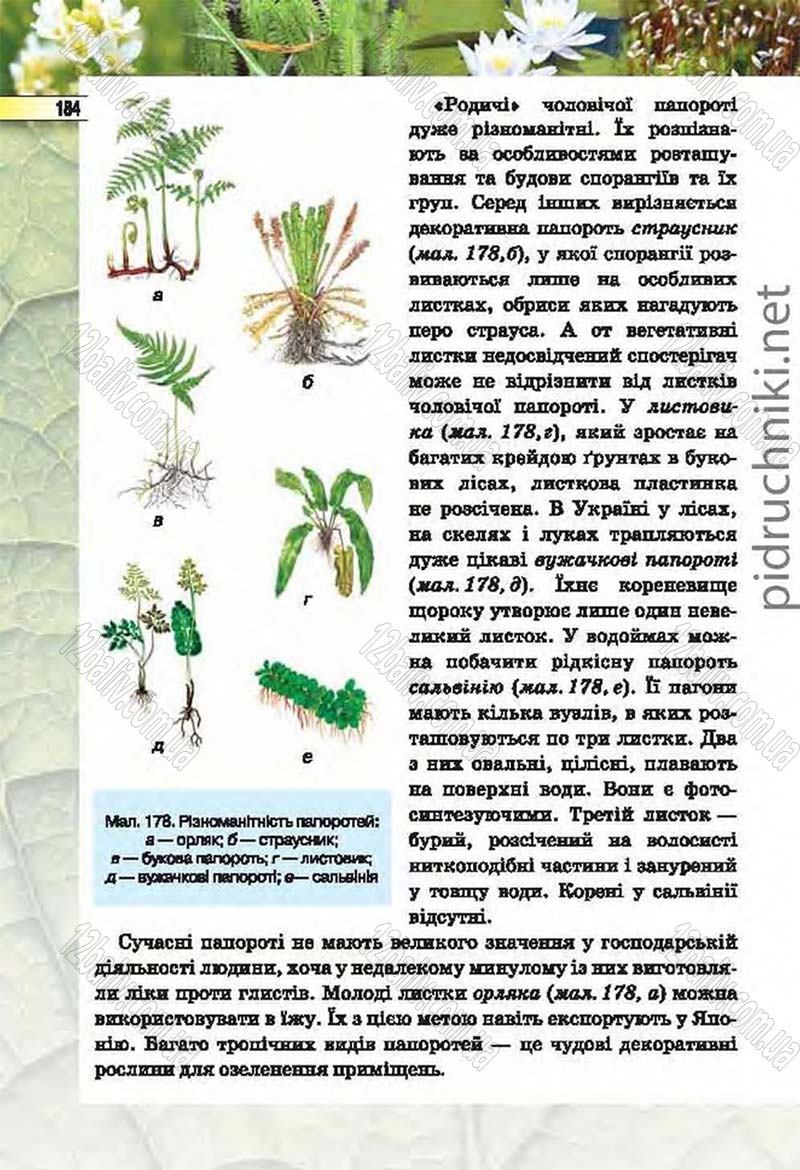 Сторінка 184 - Підручник Біологія 6 клас Костіков 2014 - скачати онлайн