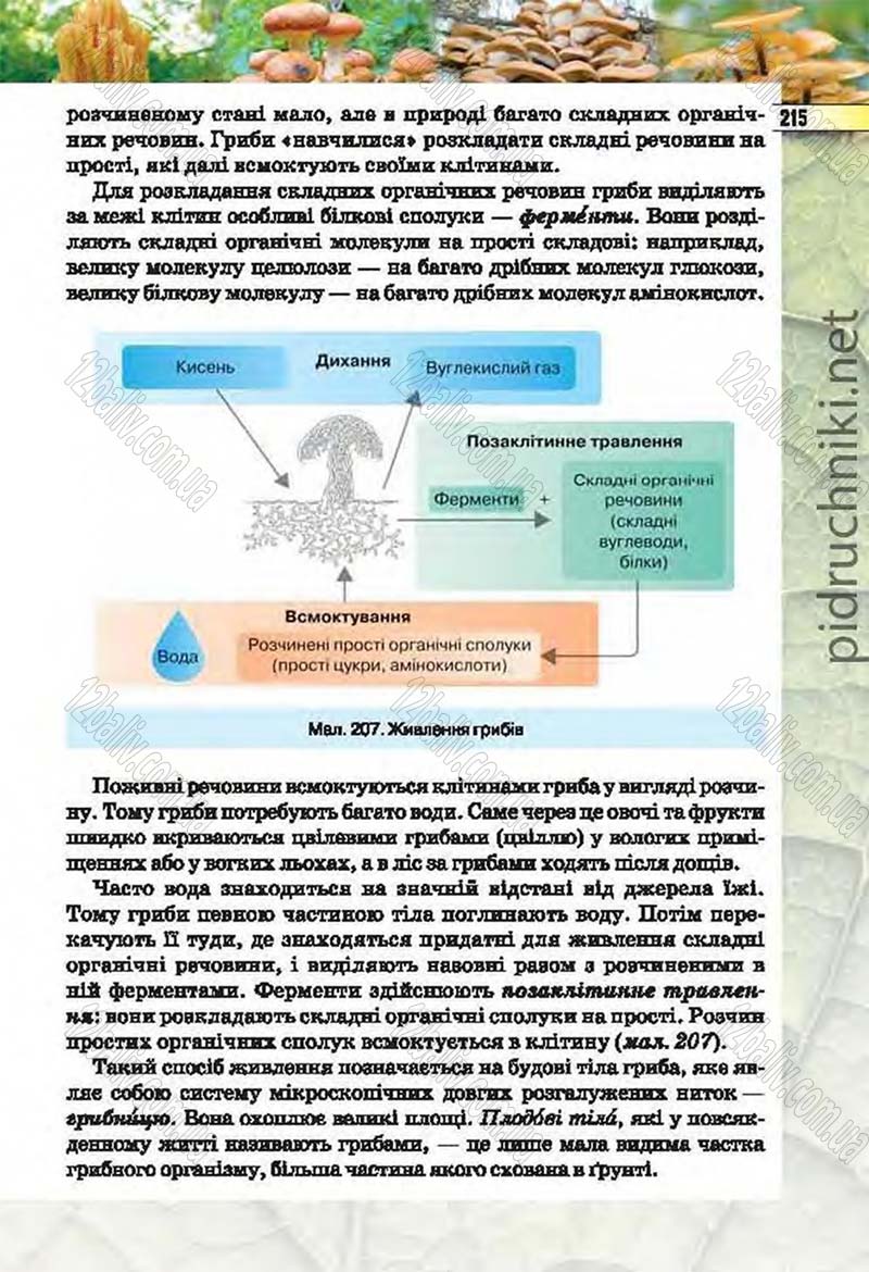Сторінка 215 - Підручник Біологія 6 клас Костіков 2014 - скачати онлайн
