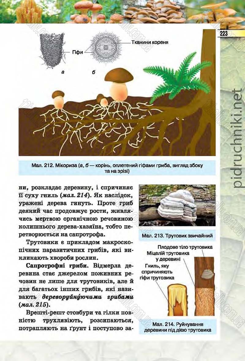 Сторінка 223 - Підручник Біологія 6 клас Костіков 2014 - скачати онлайн