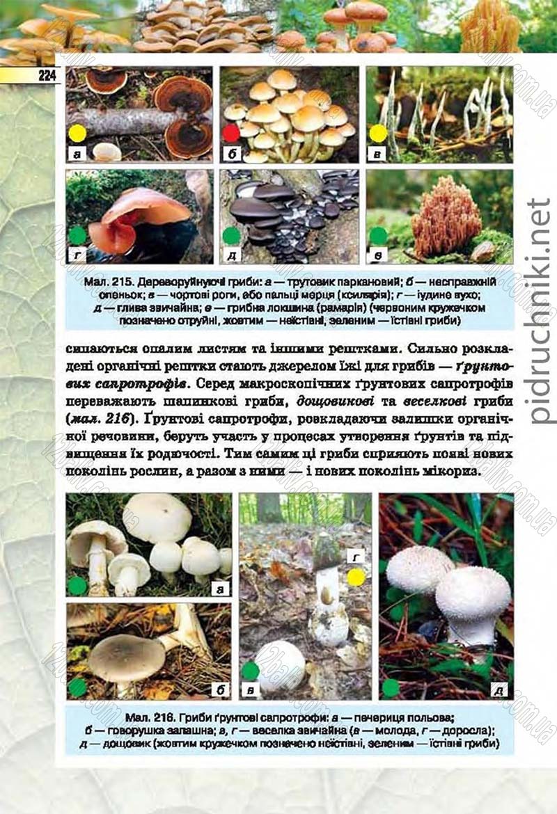 Сторінка 224 - Підручник Біологія 6 клас Костіков 2014 - скачати онлайн