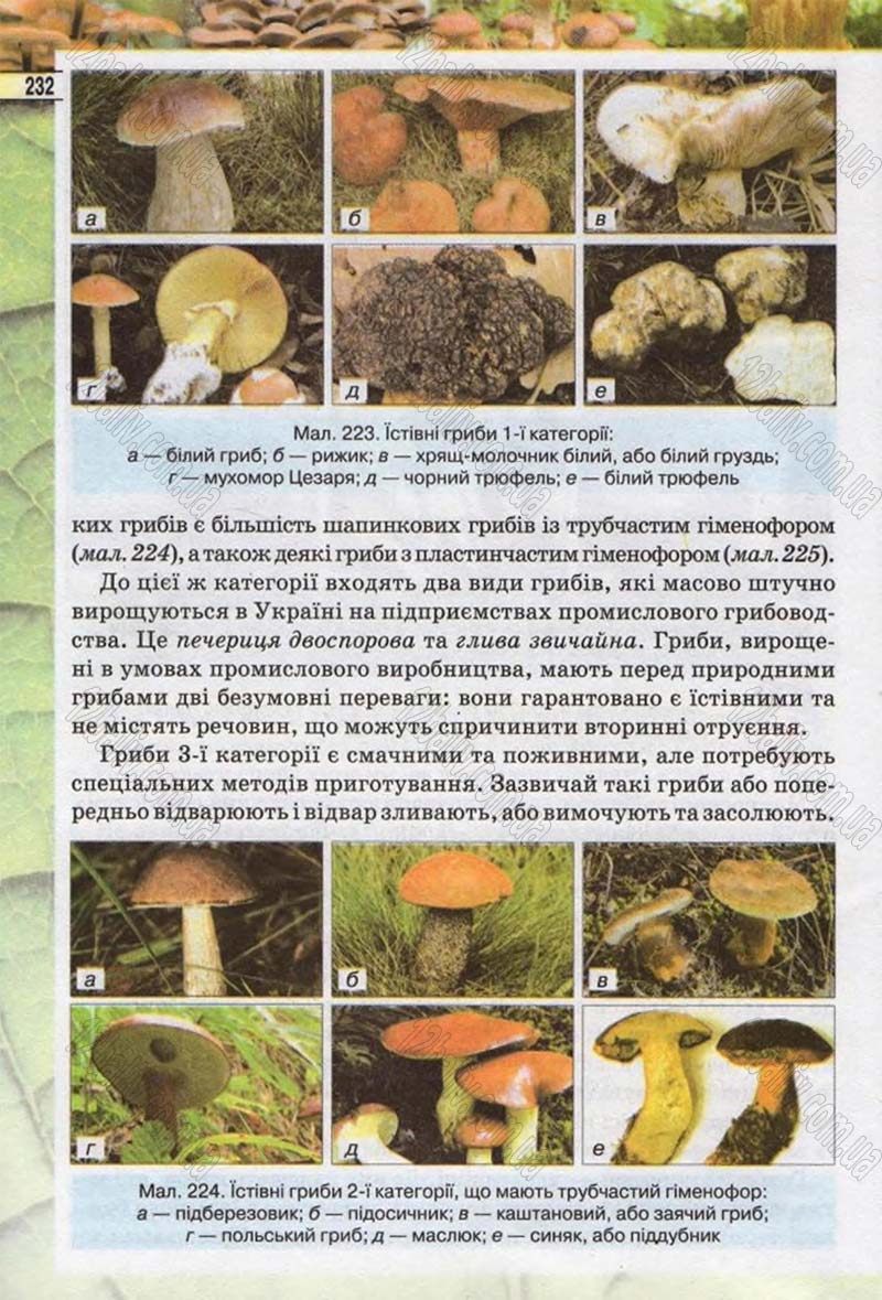 Сторінка 232 - Підручник Біологія 6 клас Костіков 2014 - скачати онлайн