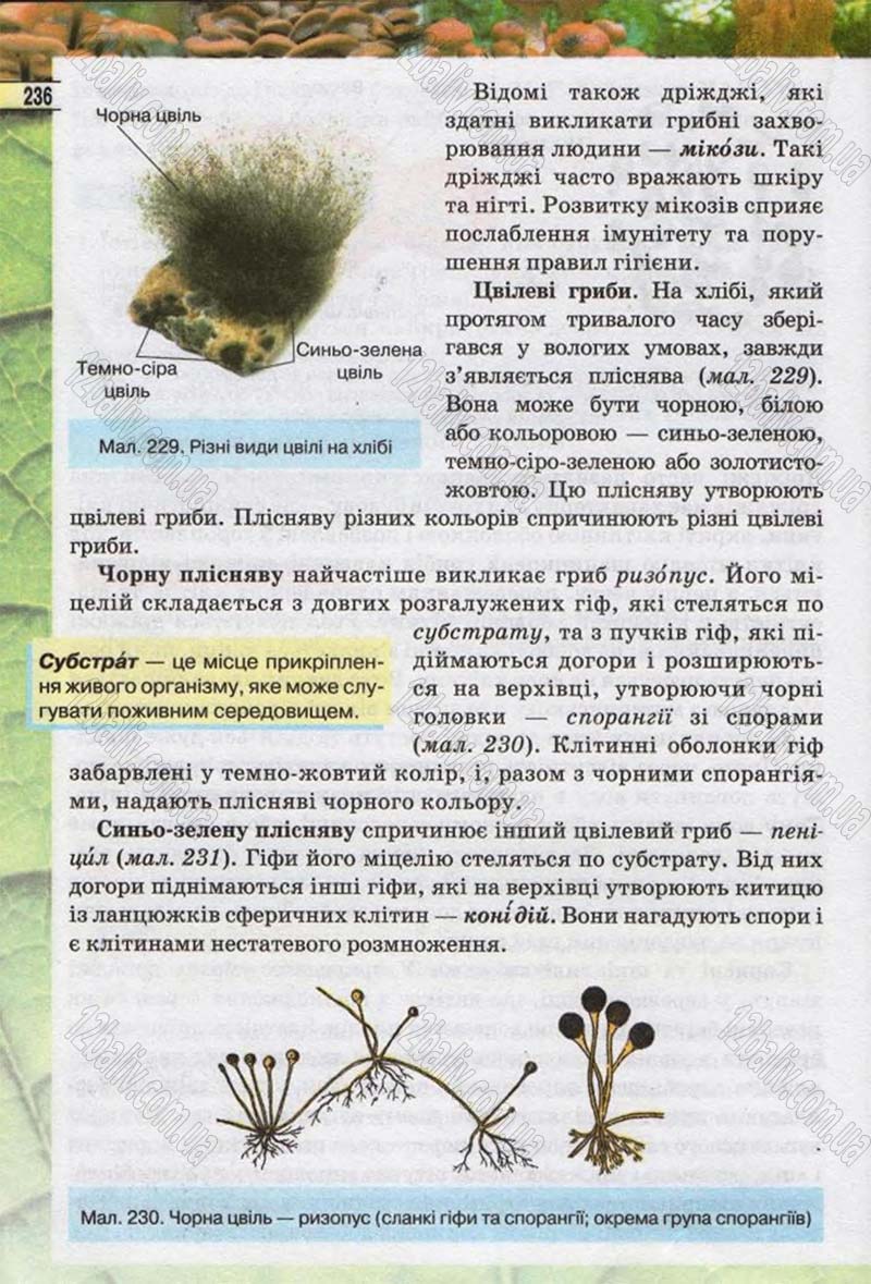 Сторінка 236 - Підручник Біологія 6 клас Костіков 2014 - скачати онлайн