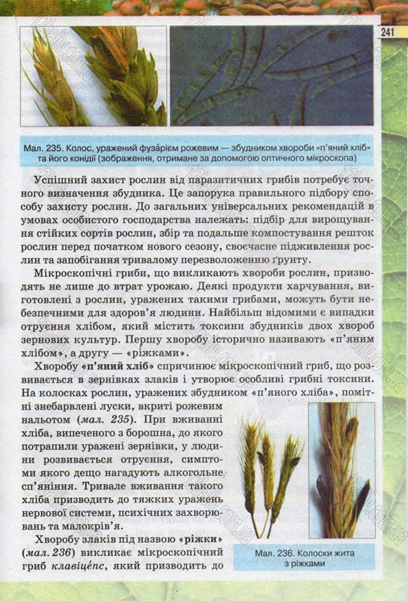 Сторінка 241 - Підручник Біологія 6 клас Костіков 2014 - скачати онлайн