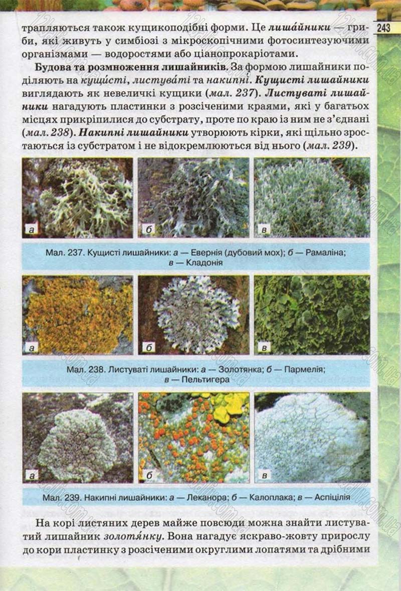 Сторінка 243 - Підручник Біологія 6 клас Костіков 2014 - скачати онлайн