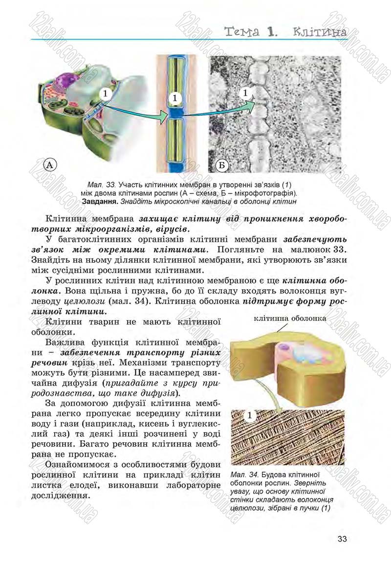 Сторінка 33 - Підручник Біологія 6 клас Л.І. Остапченко, П.Г. Балан, Н.Ю. Матяш 2014