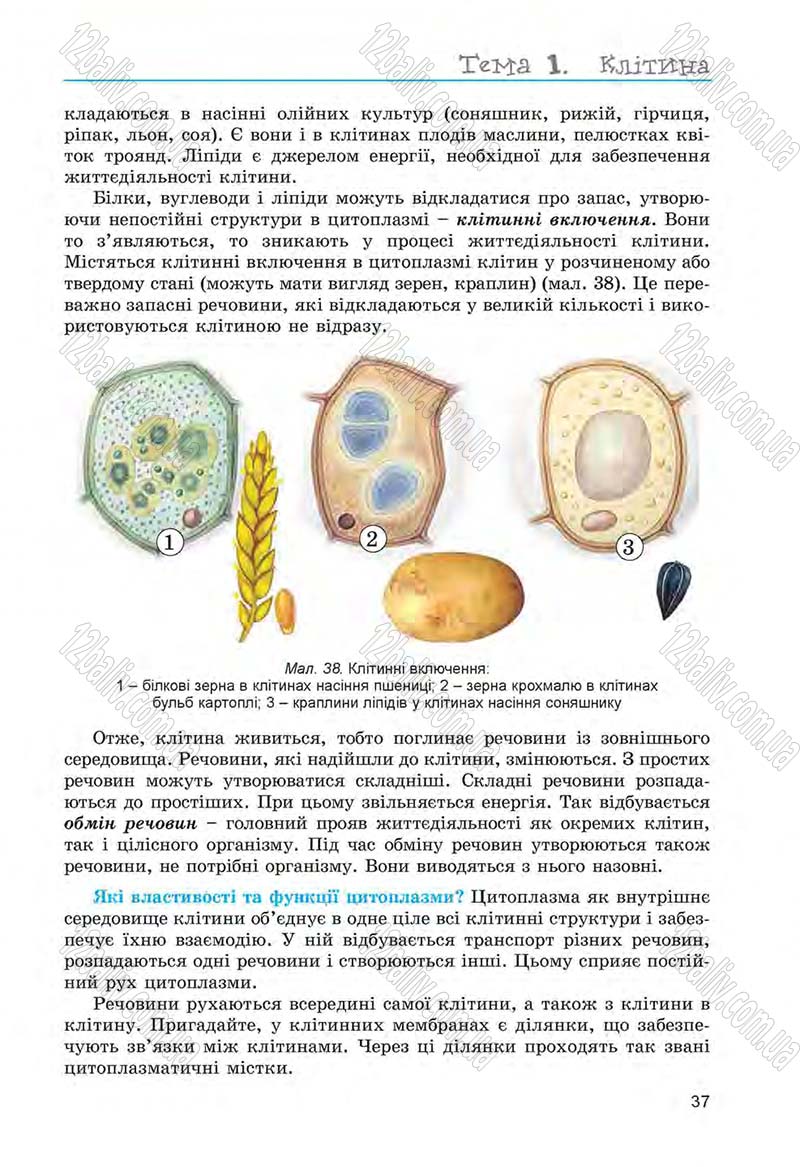 Сторінка 37 - Підручник Біологія 6 клас Л.І. Остапченко, П.Г. Балан, Н.Ю. Матяш 2014