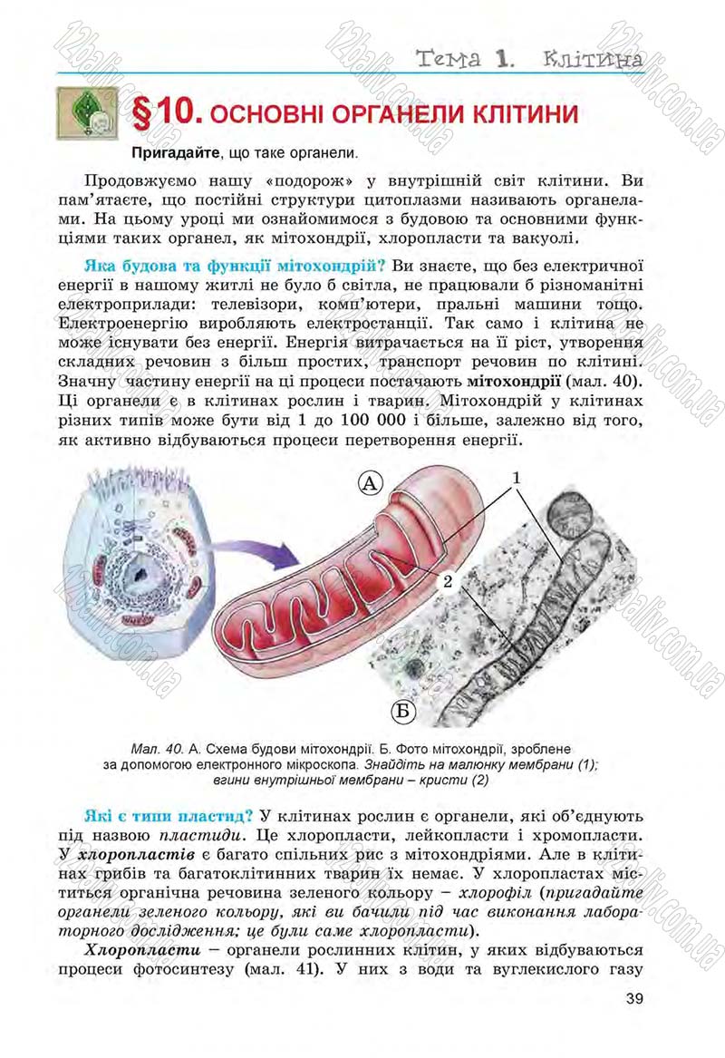 Сторінка 39 - Підручник Біологія 6 клас Л.І. Остапченко, П.Г. Балан, Н.Ю. Матяш 2014