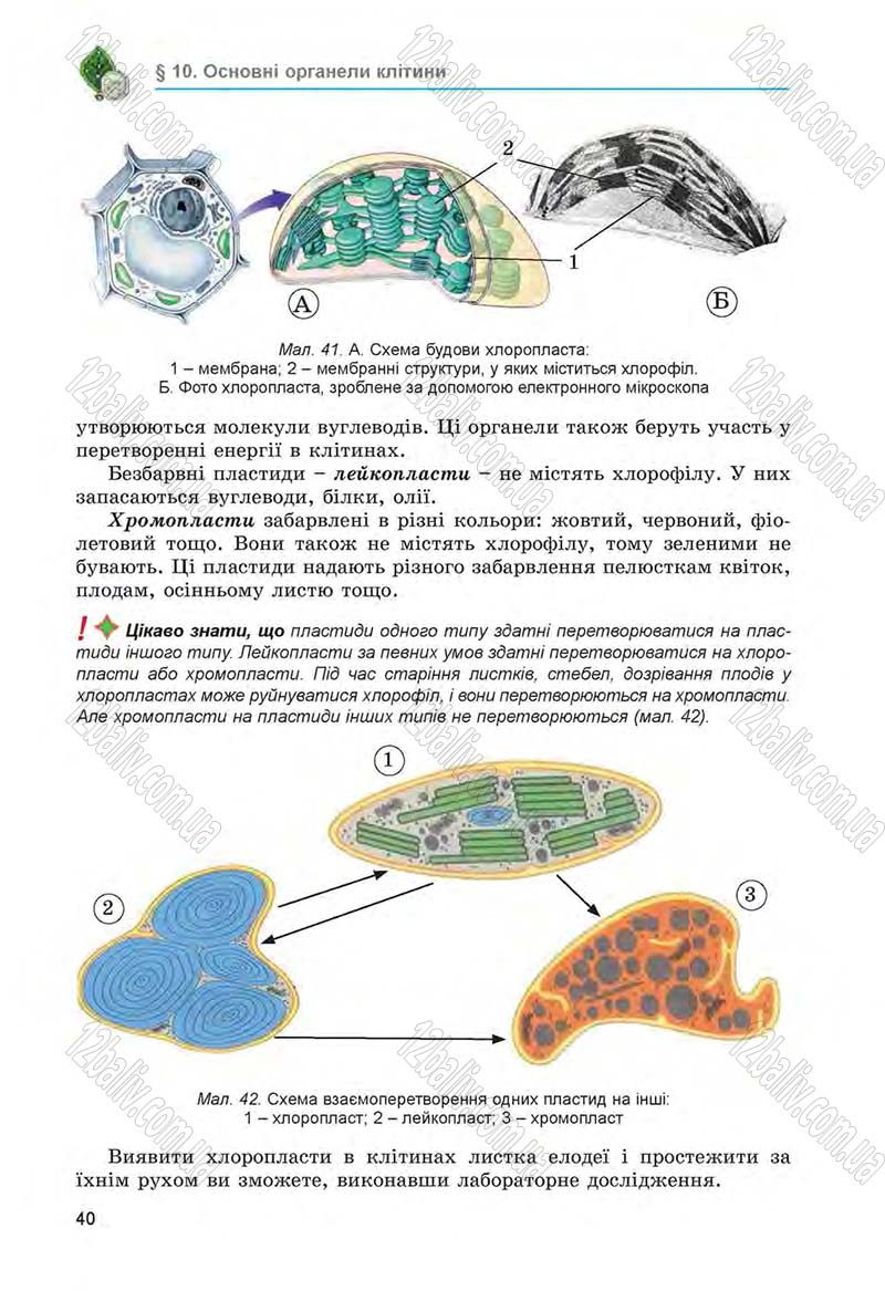 Сторінка 40 - Підручник Біологія 6 клас Л.І. Остапченко, П.Г. Балан, Н.Ю. Матяш 2014