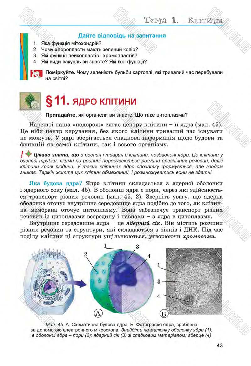 Сторінка 43 - Підручник Біологія 6 клас Л.І. Остапченко, П.Г. Балан, Н.Ю. Матяш 2014