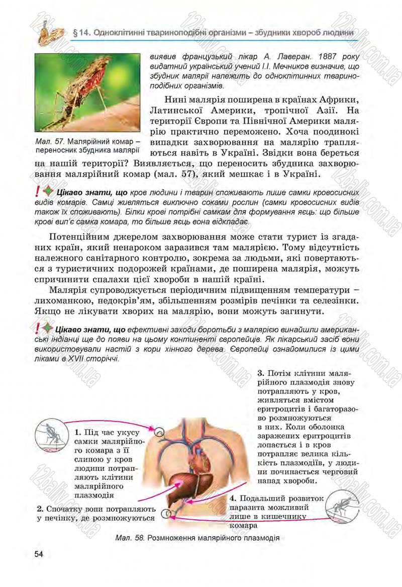 Сторінка 54 - Підручник Біологія 6 клас Л.І. Остапченко, П.Г. Балан, Н.Ю. Матяш 2014