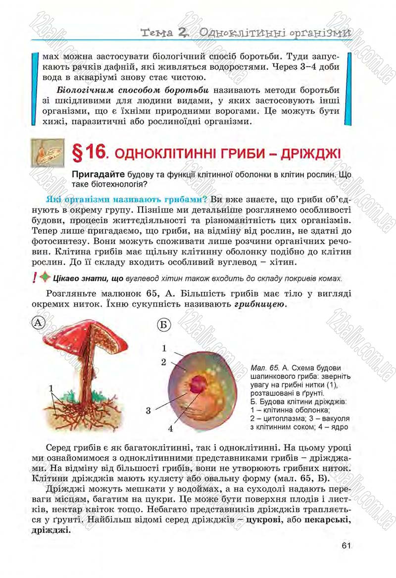 Сторінка 61 - Підручник Біологія 6 клас Л.І. Остапченко, П.Г. Балан, Н.Ю. Матяш 2014