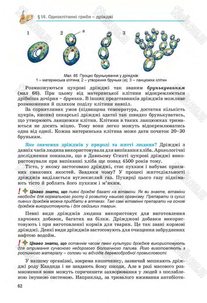 Сторінка 62 - Підручник Біологія 6 клас Л.І. Остапченко, П.Г. Балан, Н.Ю. Матяш 2014