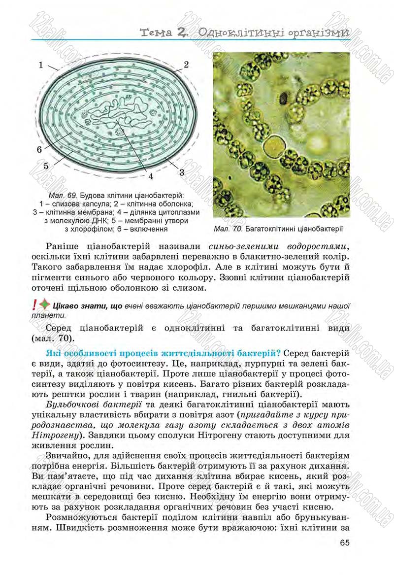 Сторінка 65 - Підручник Біологія 6 клас Л.І. Остапченко, П.Г. Балан, Н.Ю. Матяш 2014