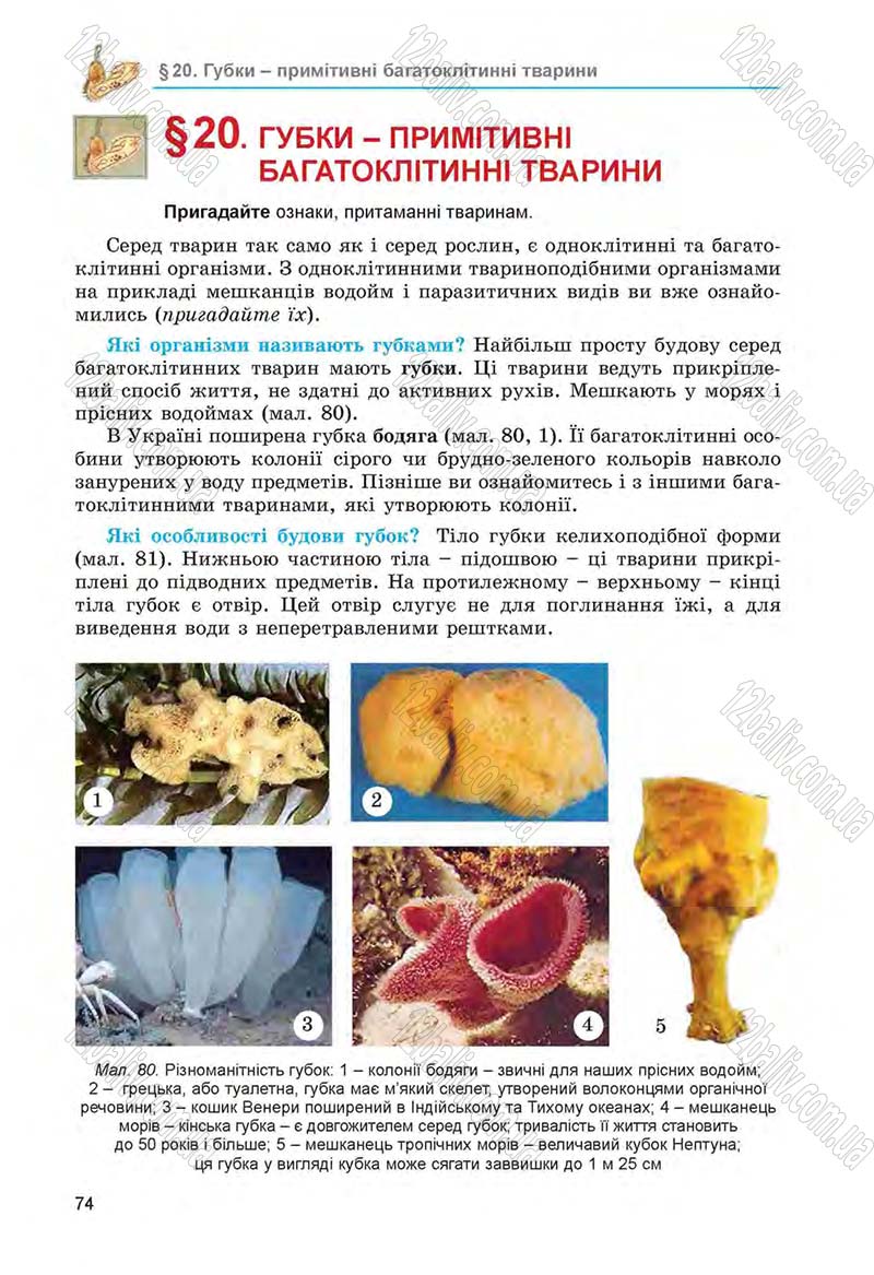 Сторінка 74 - Підручник Біологія 6 клас Л.І. Остапченко, П.Г. Балан, Н.Ю. Матяш 2014