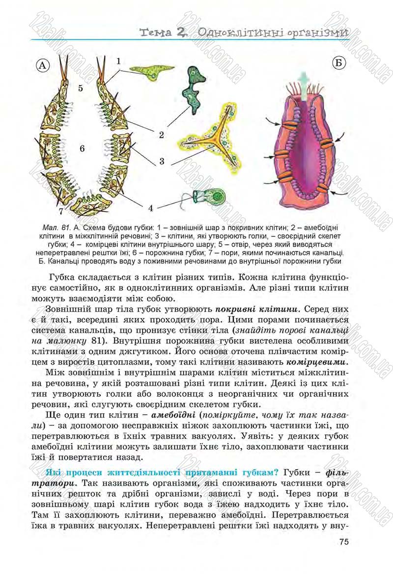 Сторінка 75 - Підручник Біологія 6 клас Л.І. Остапченко, П.Г. Балан, Н.Ю. Матяш 2014