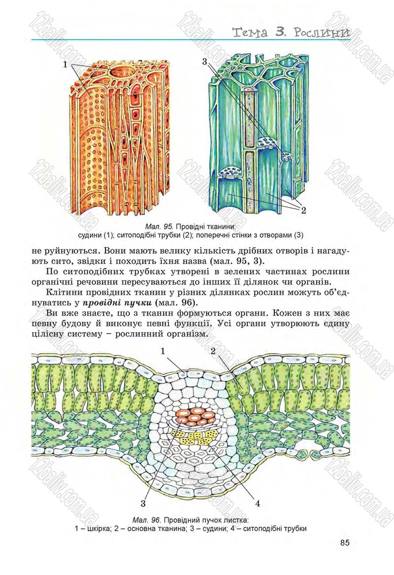 Сторінка 85 - Підручник Біологія 6 клас Л.І. Остапченко, П.Г. Балан, Н.Ю. Матяш 2014