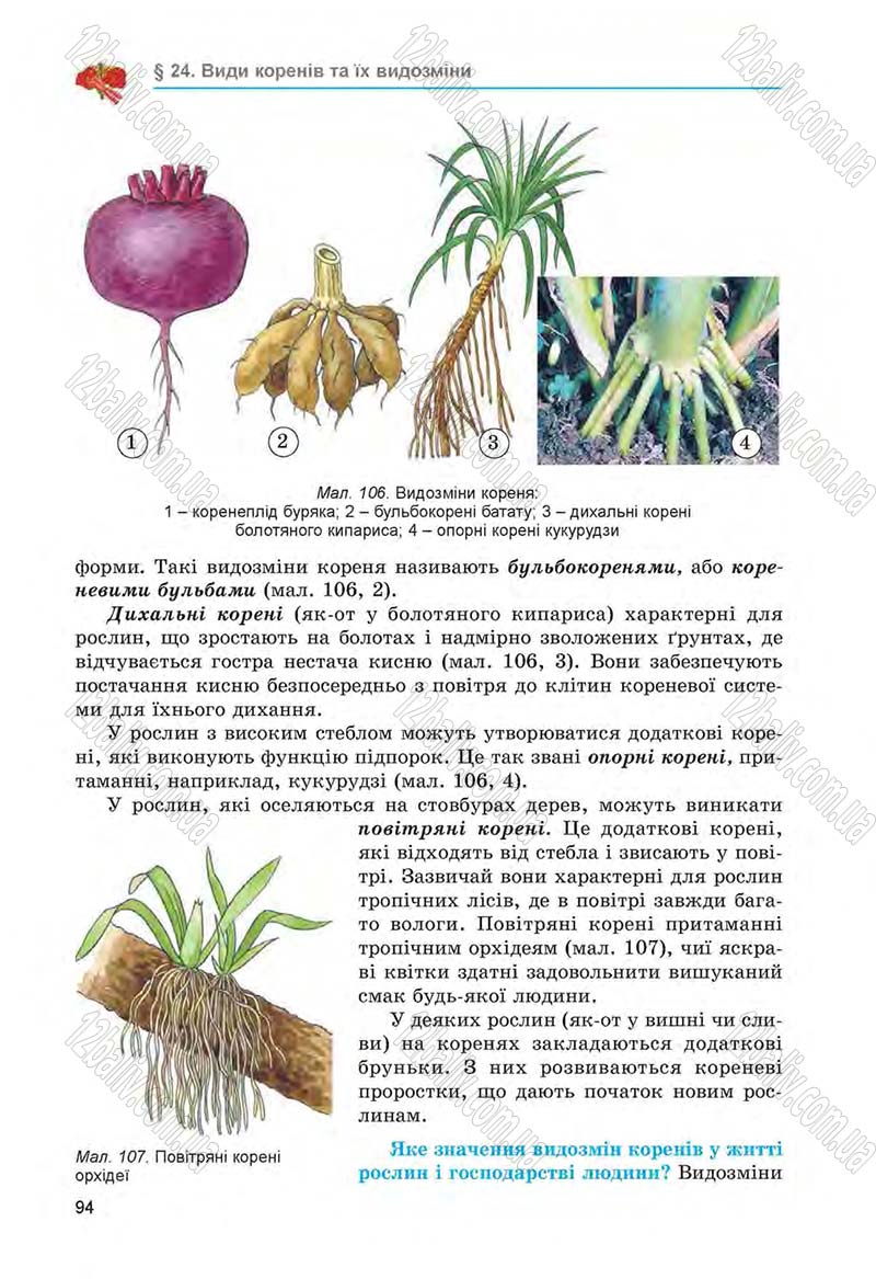 Сторінка 94 - Підручник Біологія 6 клас Л.І. Остапченко, П.Г. Балан, Н.Ю. Матяш 2014