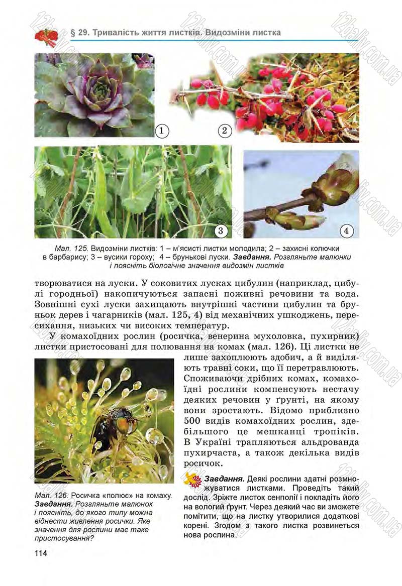 Сторінка 114 - Підручник Біологія 6 клас Л.І. Остапченко, П.Г. Балан, Н.Ю. Матяш 2014