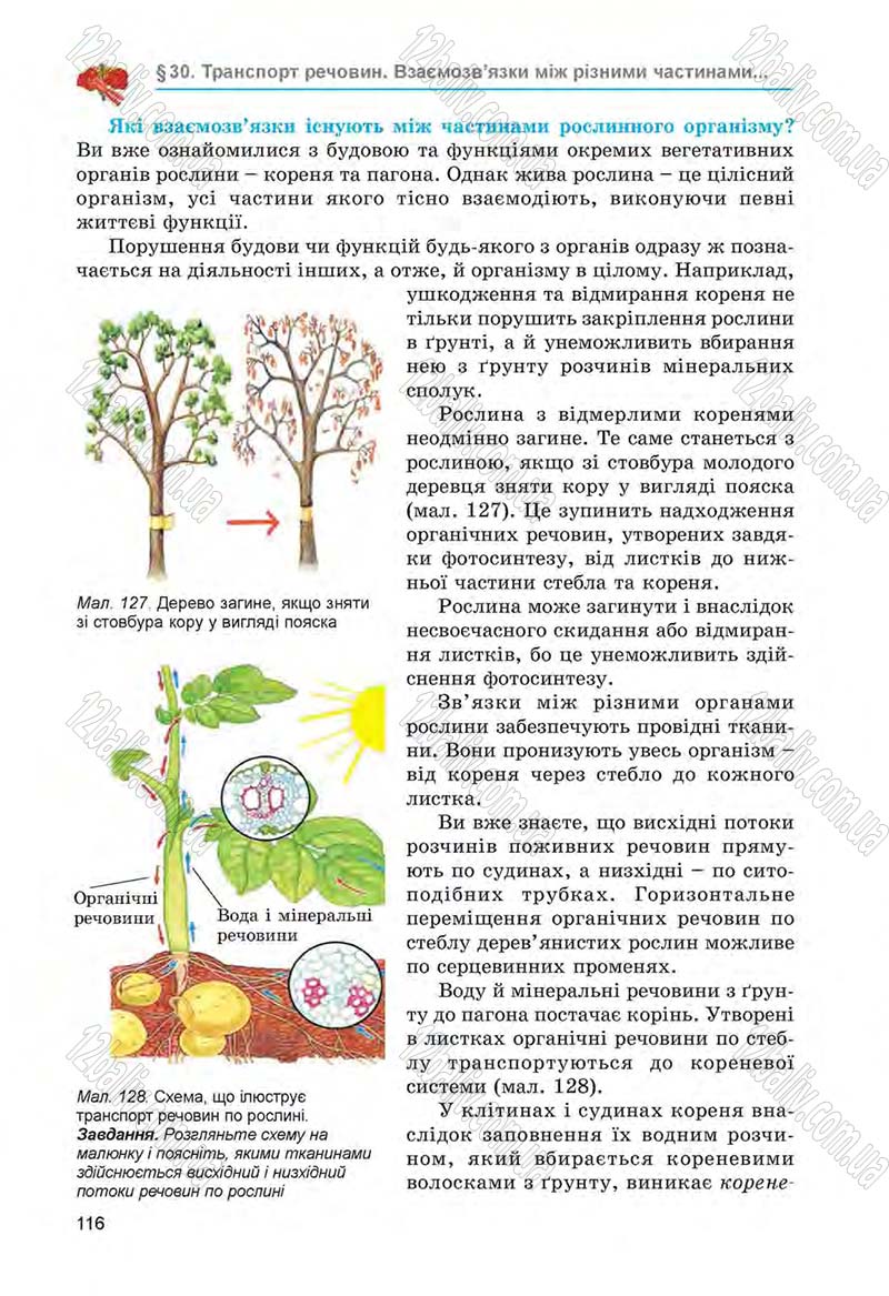 Сторінка 116 - Підручник Біологія 6 клас Л.І. Остапченко, П.Г. Балан, Н.Ю. Матяш 2014