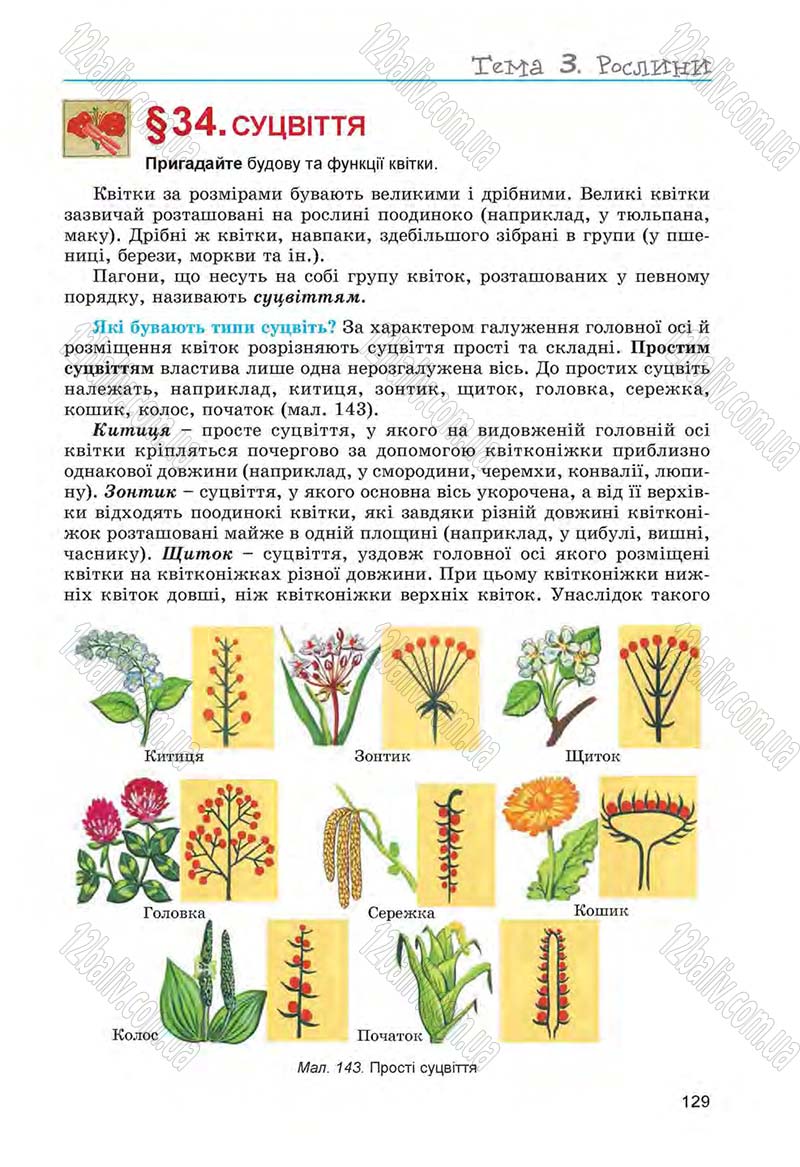 Сторінка 129 - Підручник Біологія 6 клас Л.І. Остапченко, П.Г. Балан, Н.Ю. Матяш 2014
