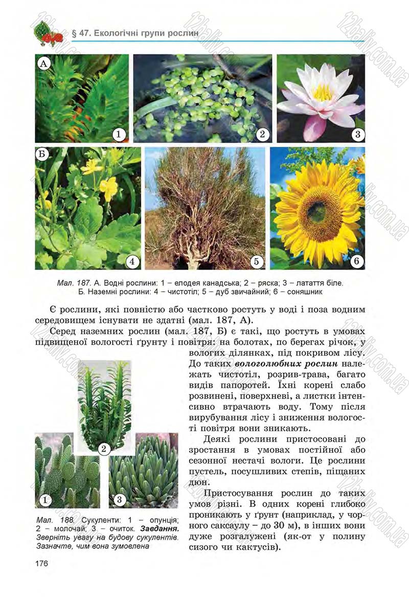 Сторінка 176 - Підручник Біологія 6 клас Л.І. Остапченко, П.Г. Балан, Н.Ю. Матяш 2014