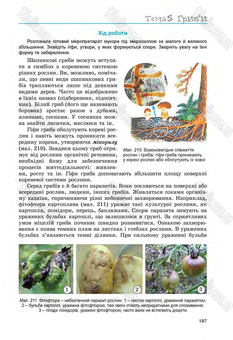 Сторінка 197 - Підручник Біологія 6 клас Л.І. Остапченко, П.Г. Балан, Н.Ю. Матяш 2014
